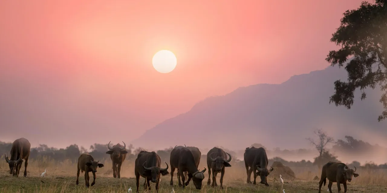 Buffalo at golden sunset, Chad