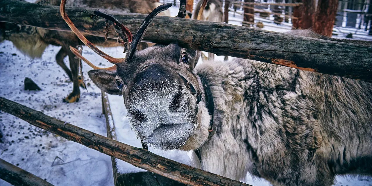 Reindeer peering through a wooden fence in snowy Lapland, Finland