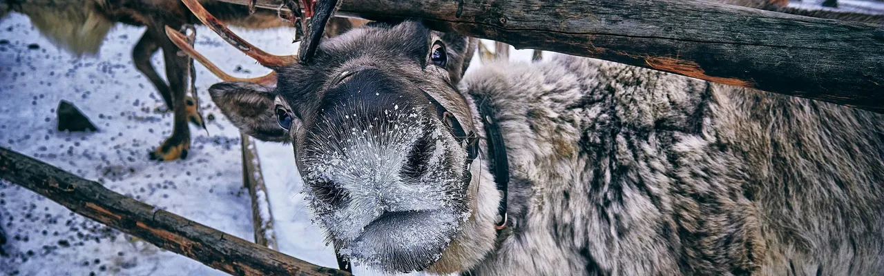 Reindeer peering through a wooden fence in snowy Lapland, Finland