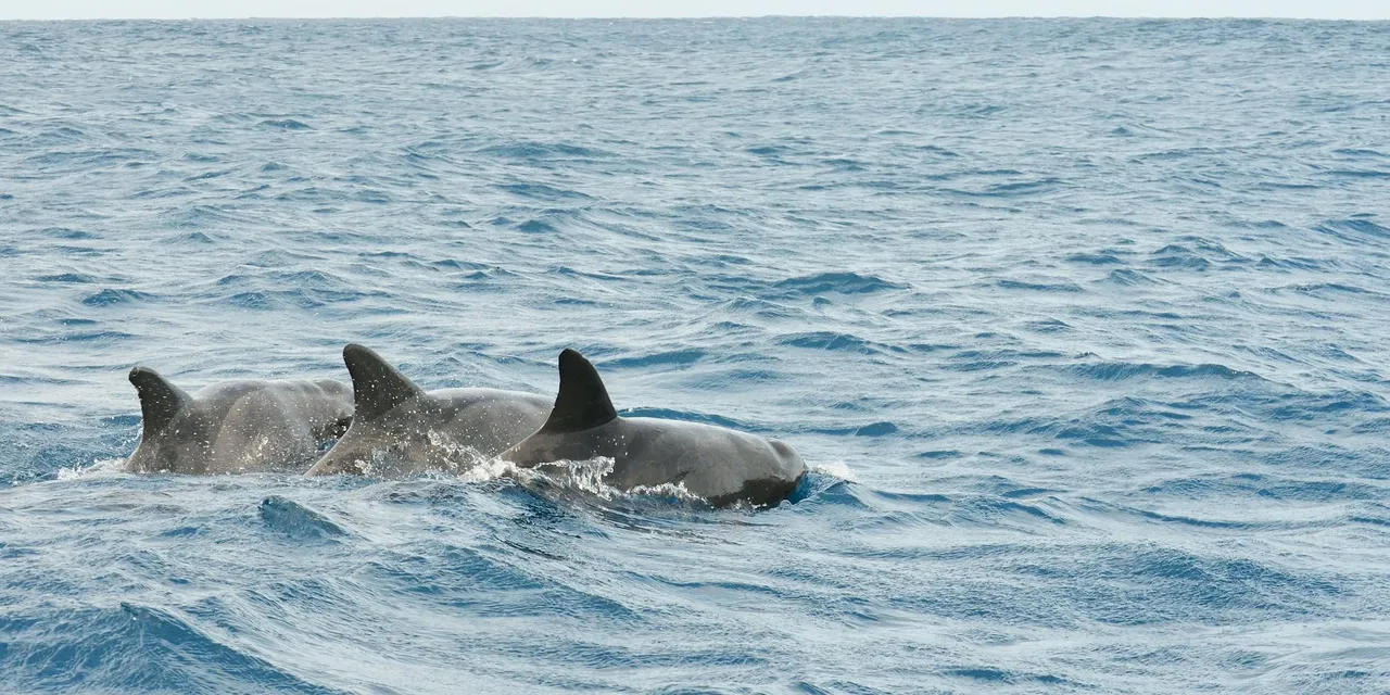 A group of dolphins gracefully swimming in the clear waters near Tarrafal, Cape Verde.
