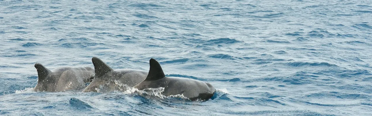 A group of dolphins gracefully swimming in the clear waters near Tarrafal, Cape Verde.