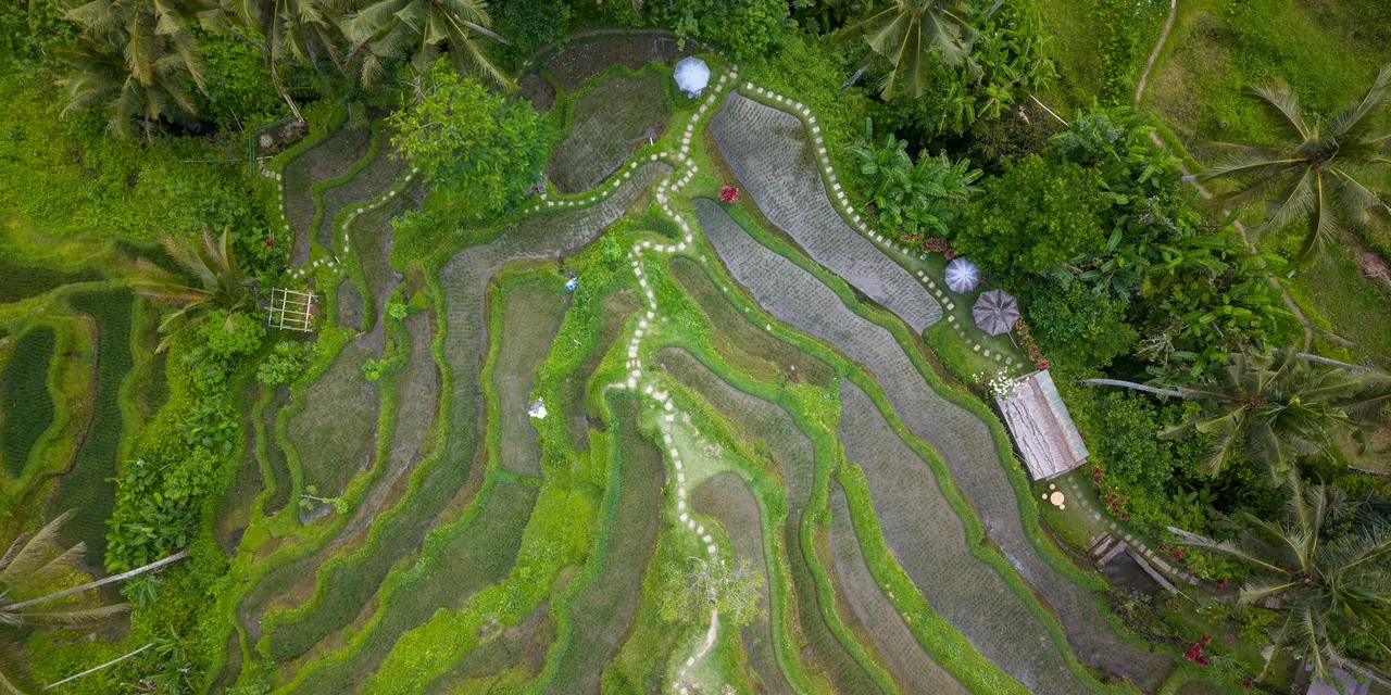 A breathtaking aerial view of lush green rice terraces in Bali, Indonesia.