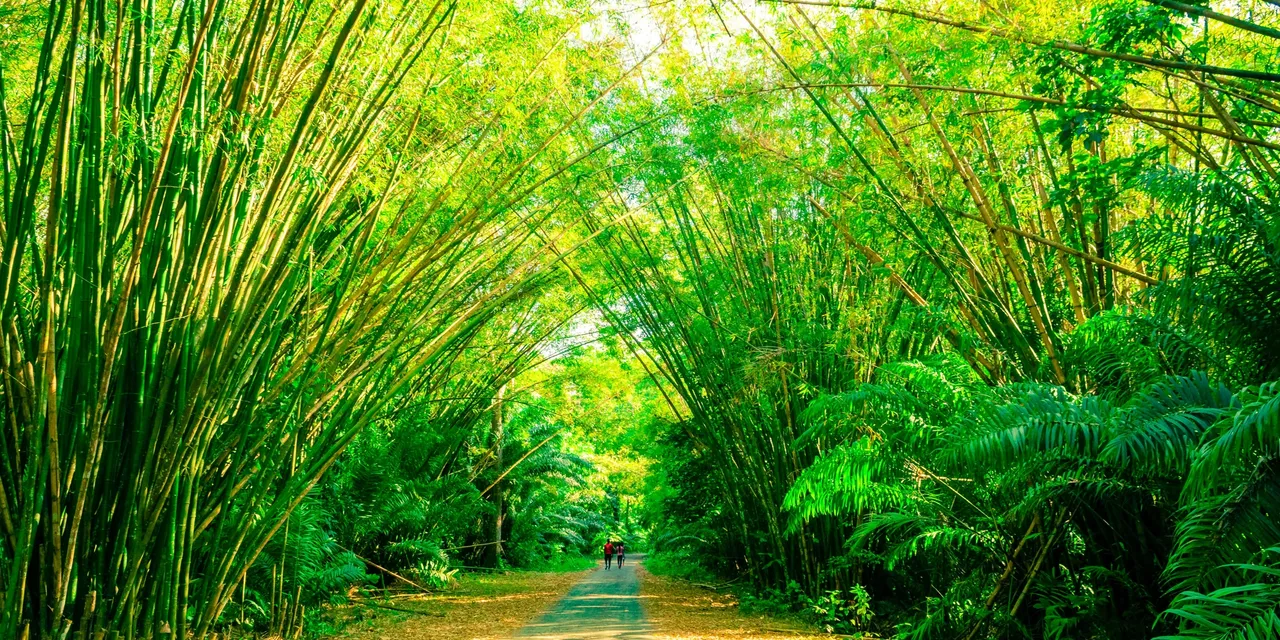 Bamboo cathedral with towering green stalks arching over a jungle path, Trinidad and Tobago