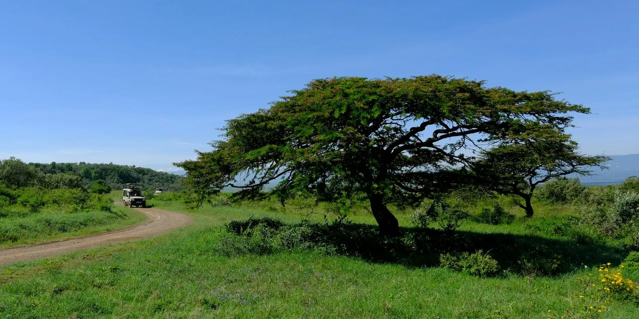 Lush landscape with an acacia tree and safari vehicle in Nakuru, Kenya.