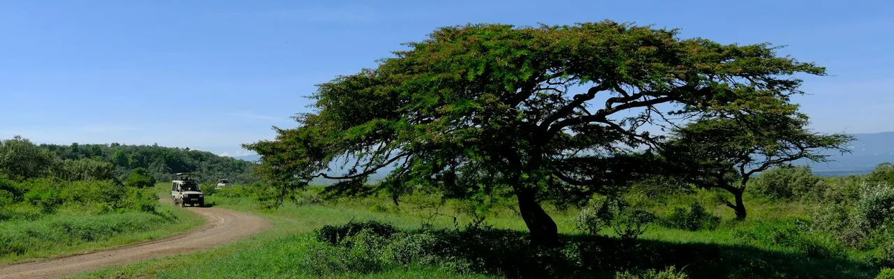 Lush landscape with an acacia tree and safari vehicle in Nakuru, Kenya.