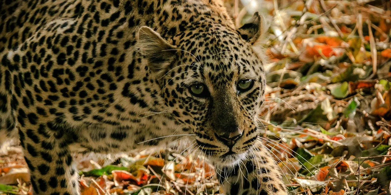 Leopard stalking through autumn leaves in South Luangwa, Zambia