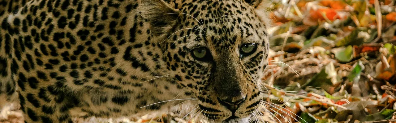 Leopard stalking through autumn leaves in South Luangwa, Zambia