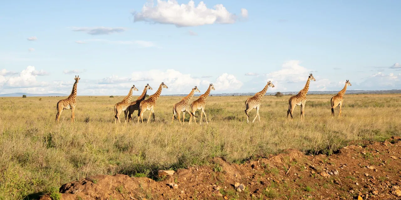 A group of giraffes walking across the savanna under a bright sky in Nairobi, Kenya.