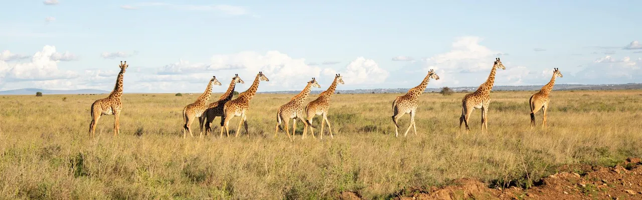 A group of giraffes walking across the savanna under a bright sky in Nairobi, Kenya.