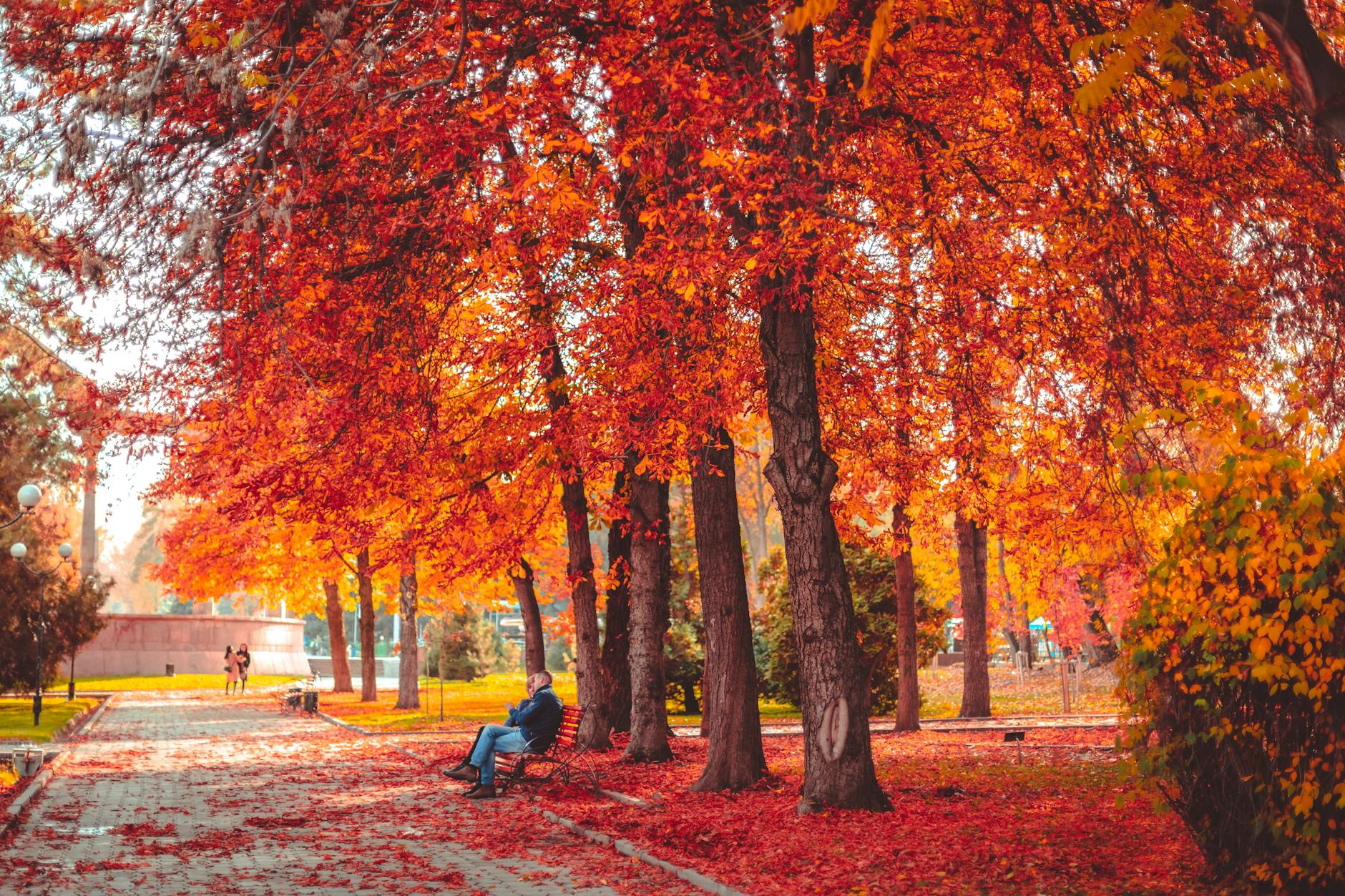 Serene autumn scene in Bishkek park with vibrant orange trees and peaceful atmosphere.