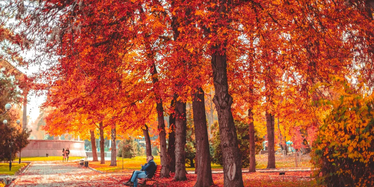 Serene autumn scene in Bishkek park with vibrant orange trees and peaceful atmosphere.