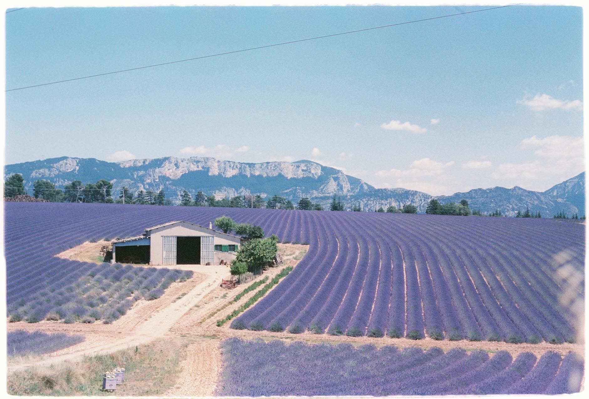 Lavender fields stretch to the horizon with a farmhouse in Aix-en-Provence, France.