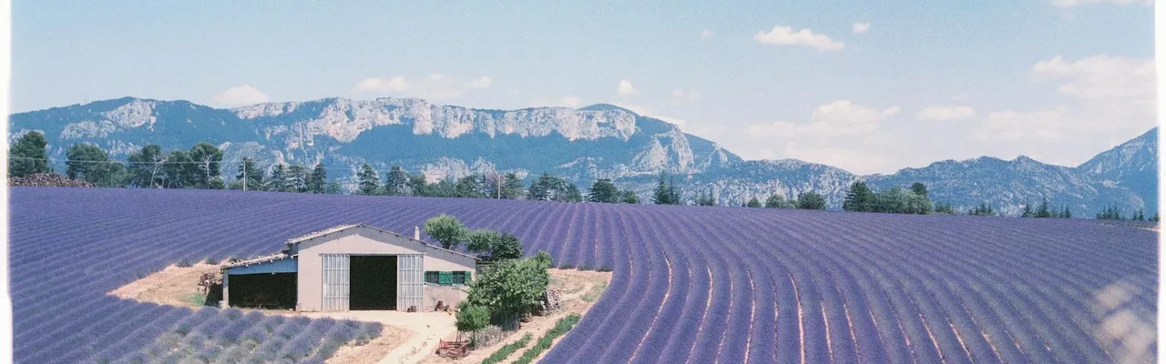 Lavender fields stretch to the horizon with a farmhouse in Aix-en-Provence, France.