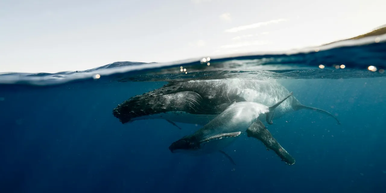 A stunning underwater photograph of a humpback whale and calf off the coast of Tonga.