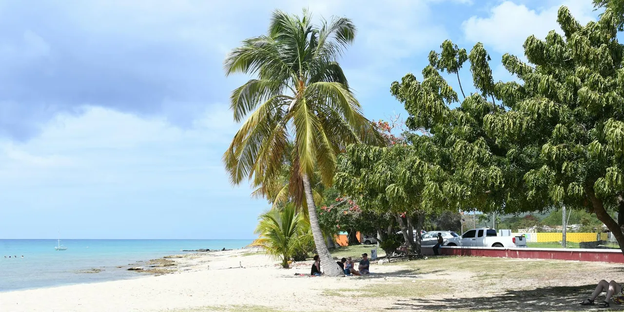 Relaxing tropical beach scene on St. Croix with palm trees and clear blue skies.