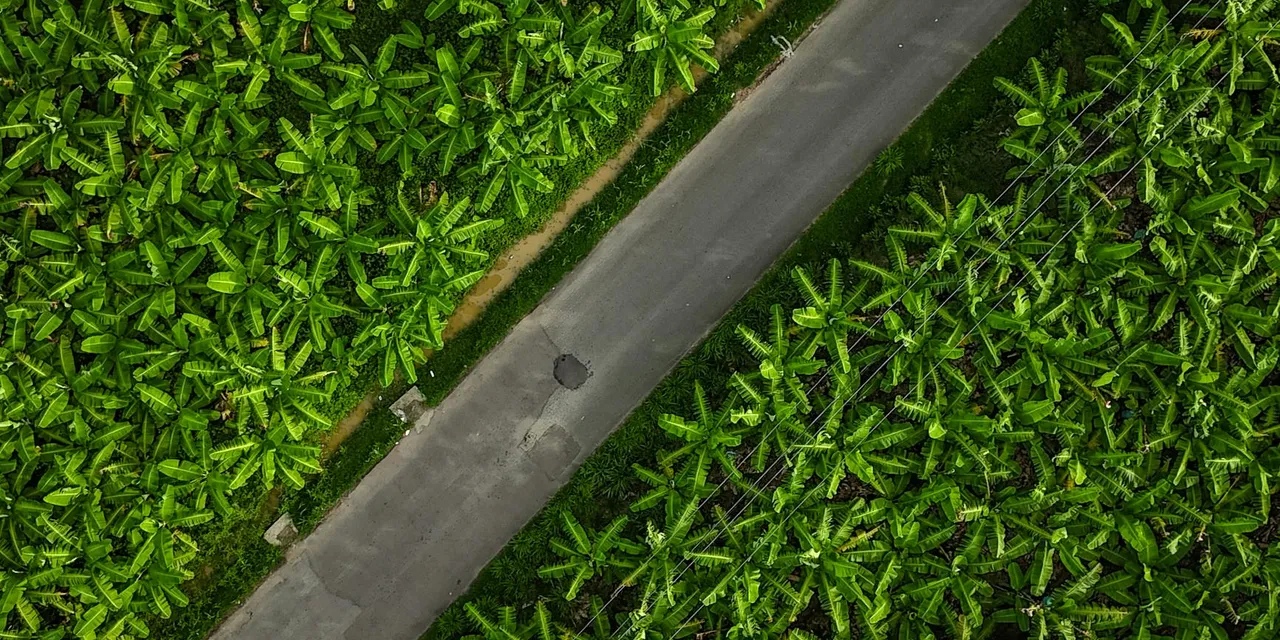 Aerial shot of a lush banana plantation with a road cutting through, in Saint Lucia.