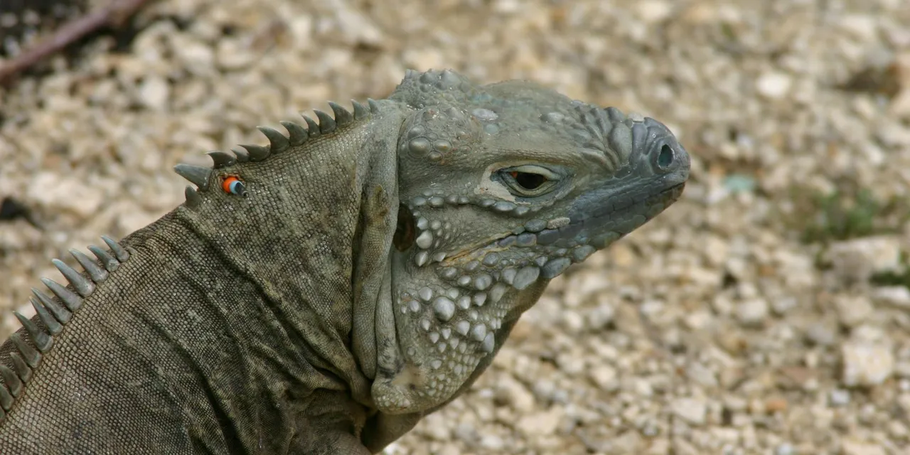 Detailed image of a Rock Iguana (Cyclura nubila) on a rocky surface in Cayman Islands.