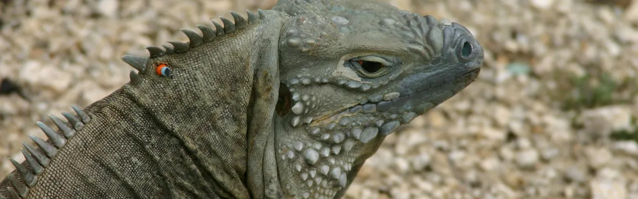 Detailed image of a Rock Iguana (Cyclura nubila) on a rocky surface in Cayman Islands.