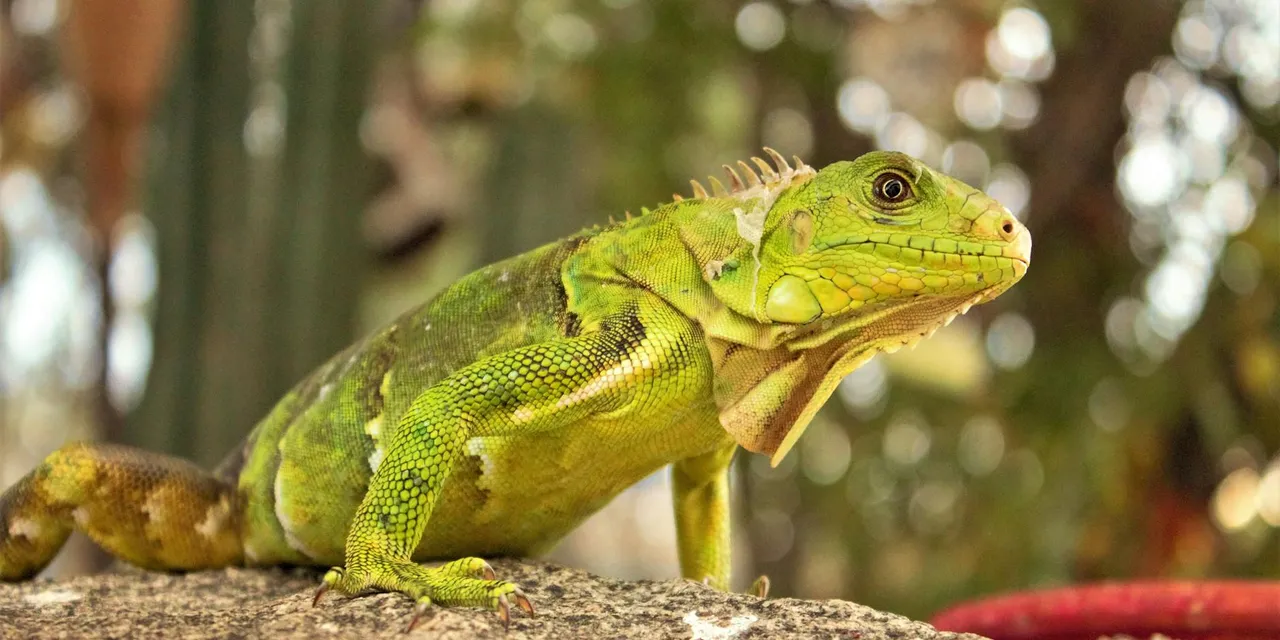 Vibrant close-up of a green iguana basking in Aruba's tropical environment, showcasing its vivid scales.