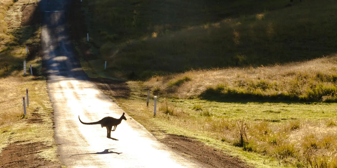 A kangaroo crossing an unpaved road in Australia, highlighting the serene wildlife and natural landscape.