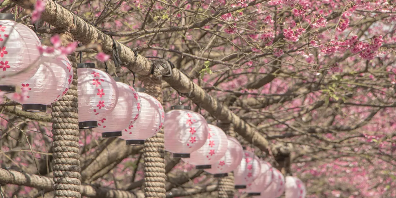 Traditional pink lanterns amidst cherry blossoms in Taipei's spring season.