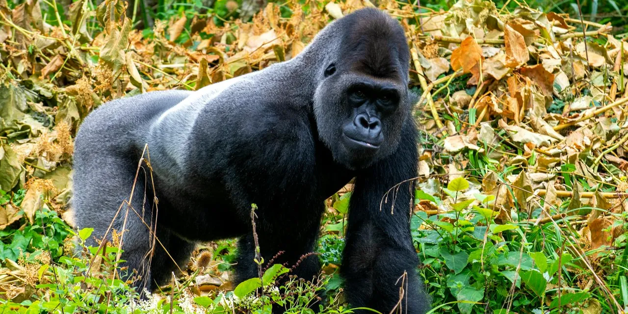 Captivating shot of a Western Lowland Gorilla in lush greenery, showcasing wildlife beauty.