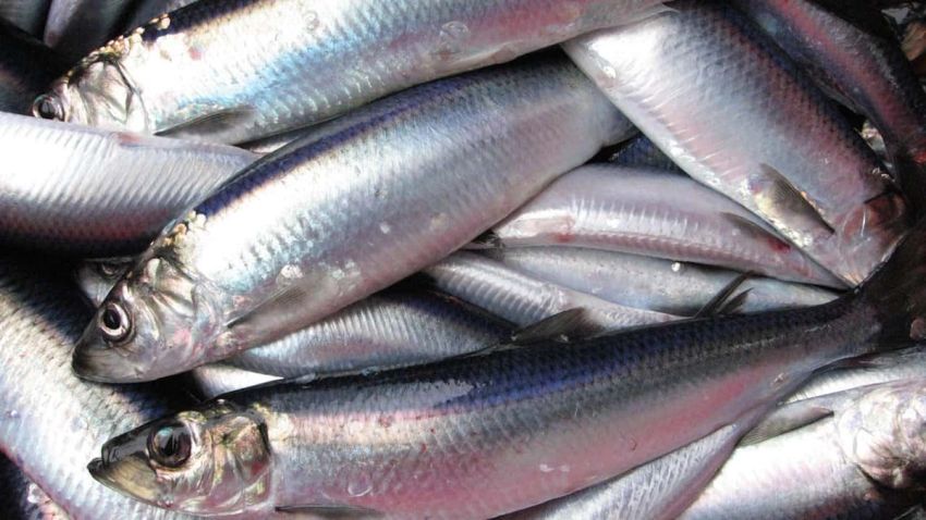 Herring quota 2024