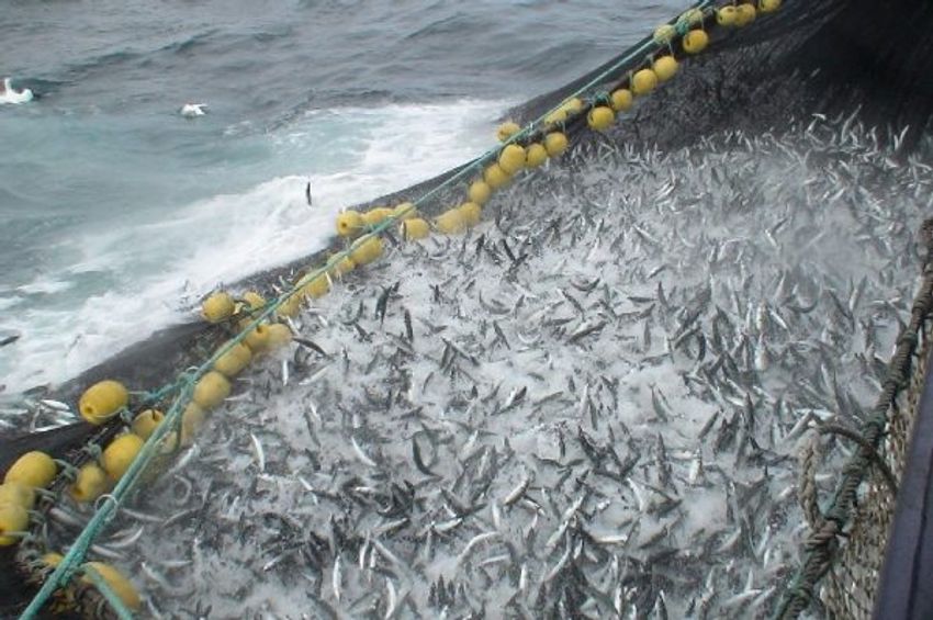 Quota mackerel 2024 - Fiskeribladet