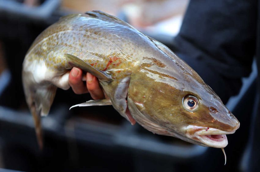 Our method of processing whitefish