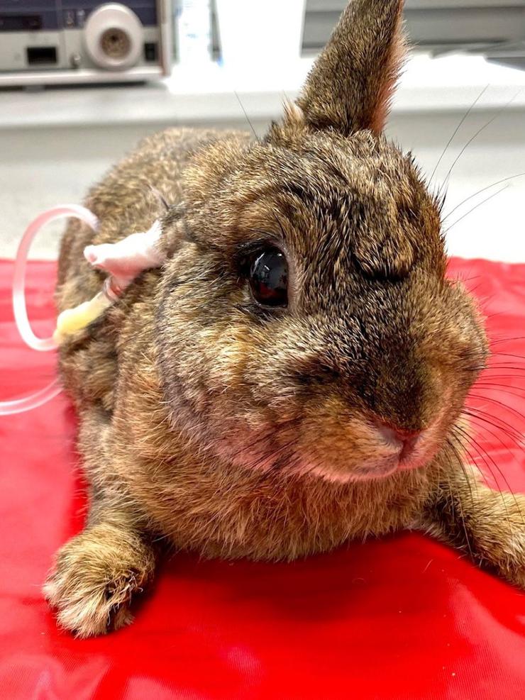 A brown rabbit with an IV line in its ear lies on a red surface.