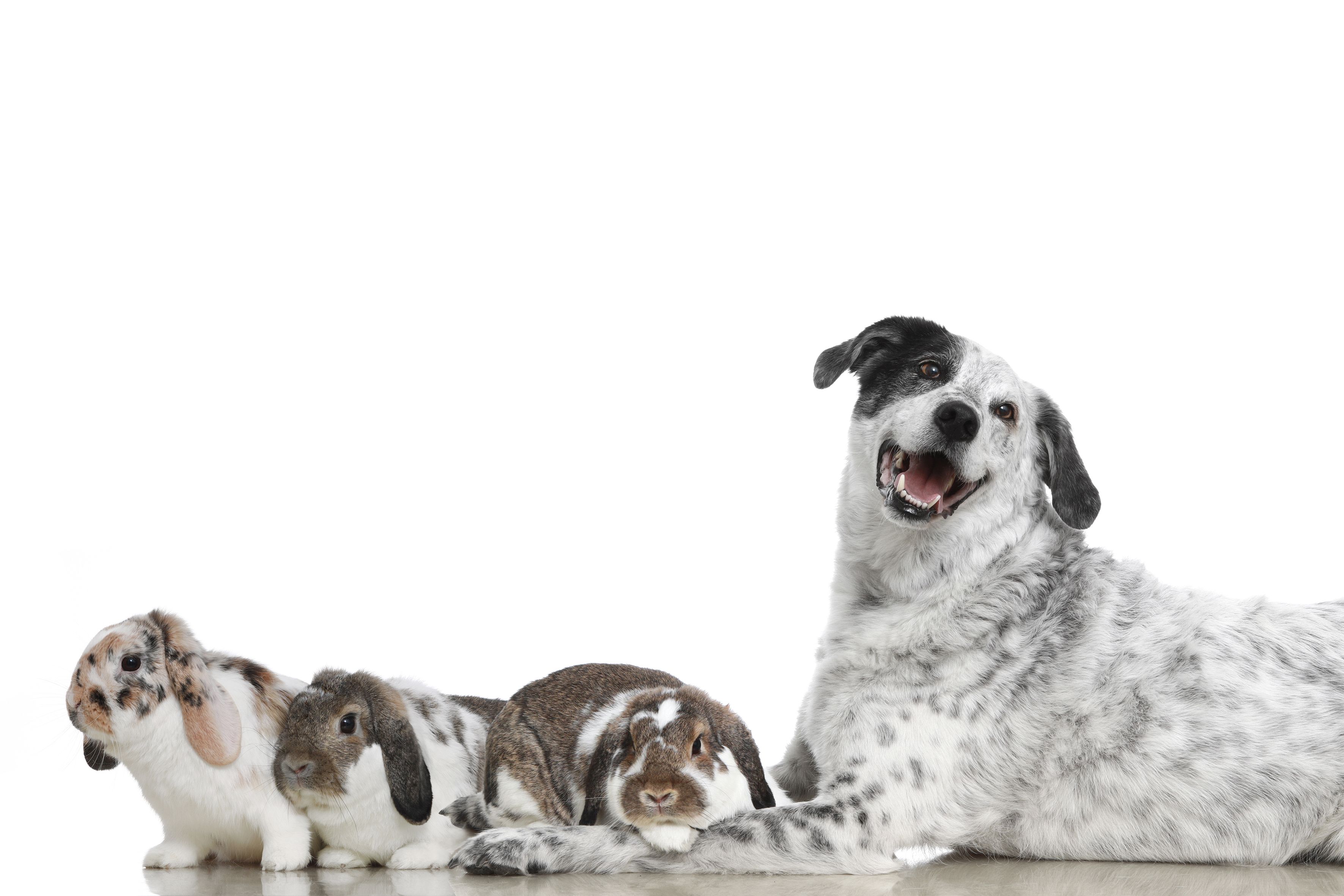 Tierarztpraxis Traiskirchen