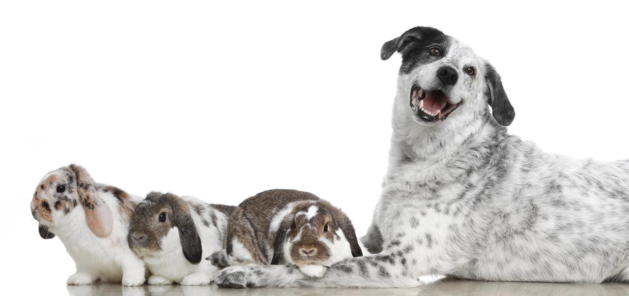 Veterinaria Impressum