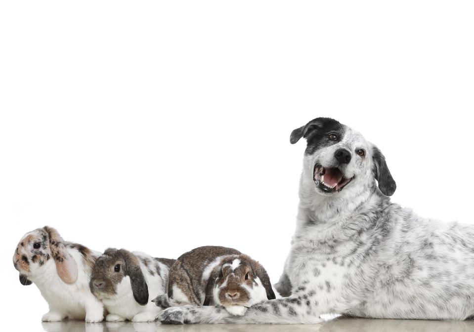 Tierarztpraxis Traiskirchen