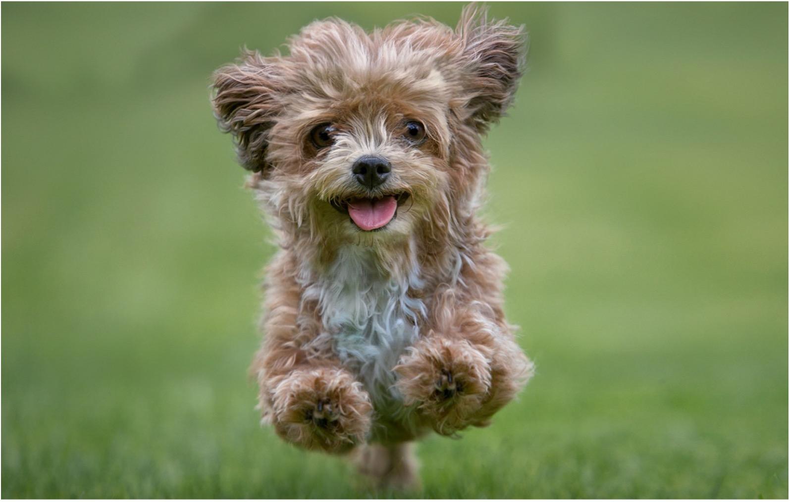 Geräuschangst beim Hund - laufender Hund