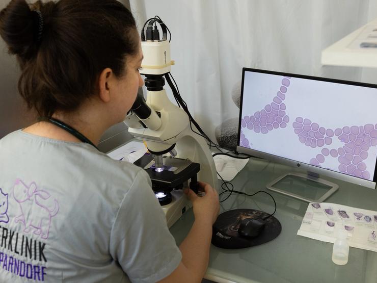 Mikroskopische Untersuchung