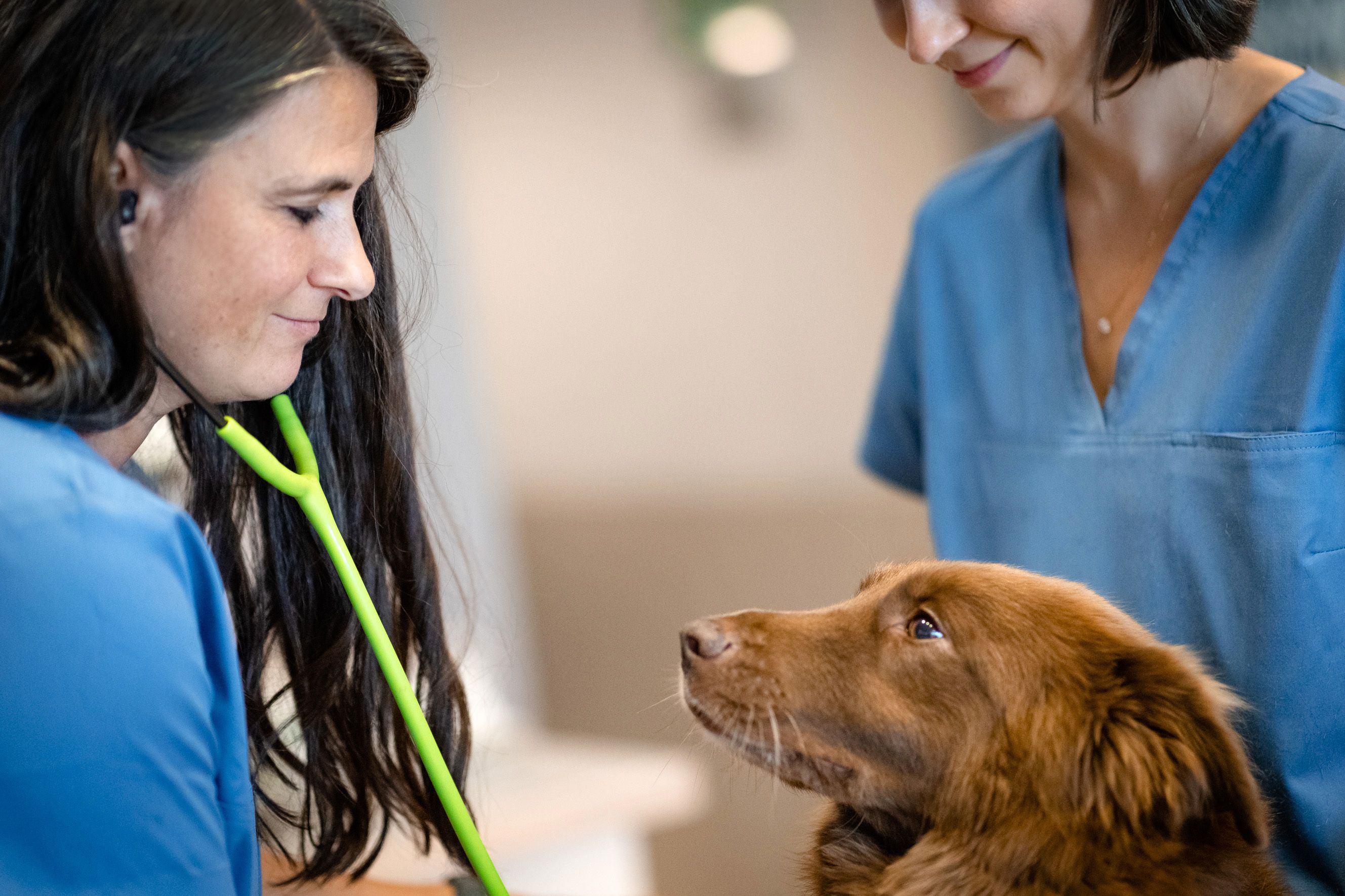 Zentrum für Tiergesundheit