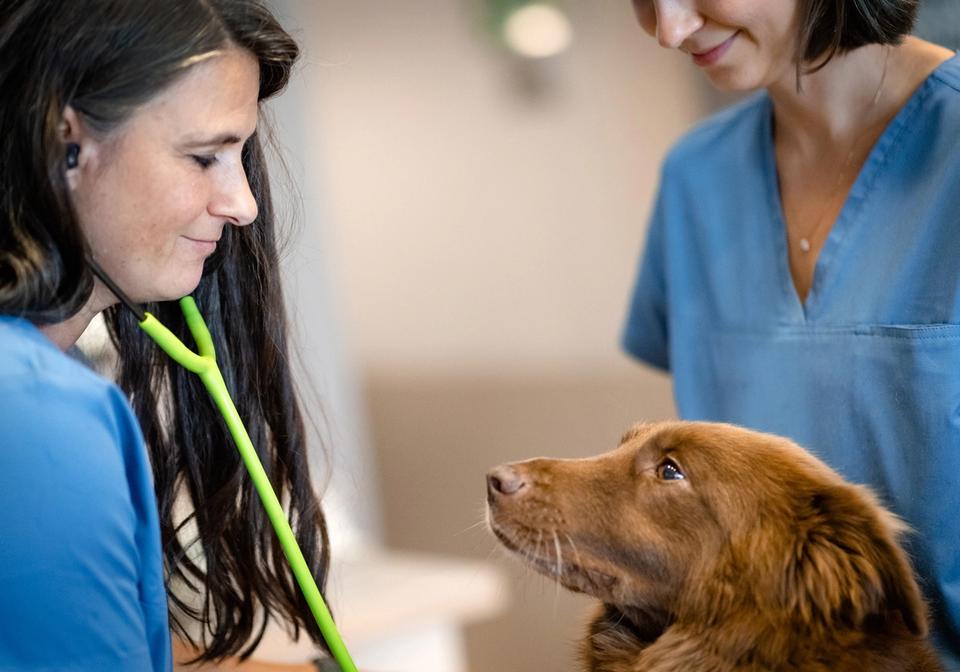 Zentrum für Tiergesundheit