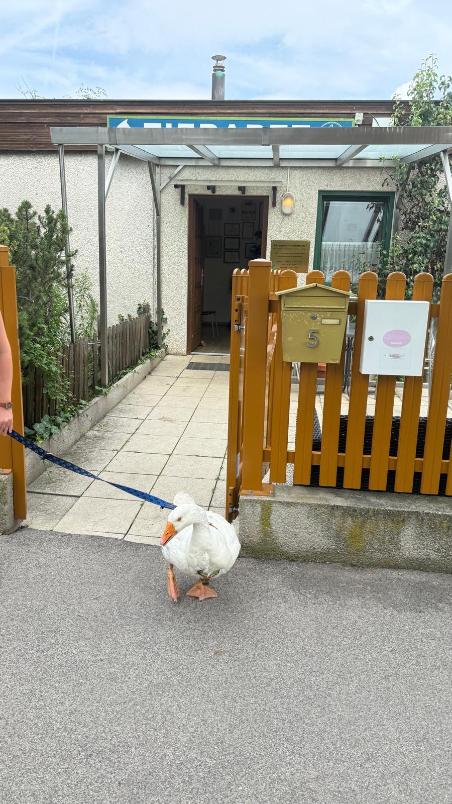 Gans vor Tierarztpraxis Strebersdorf