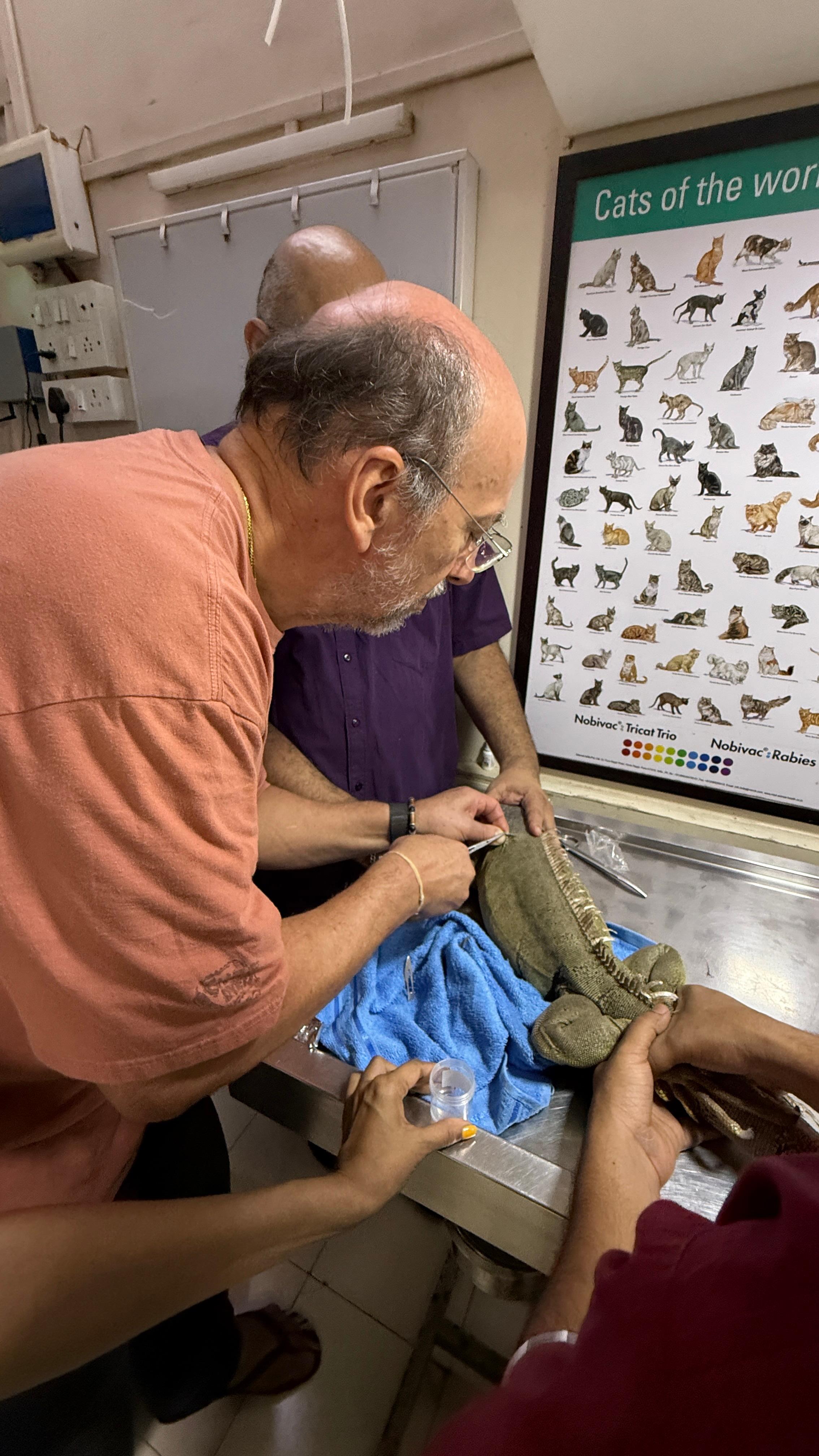 Behandlung eines Warans