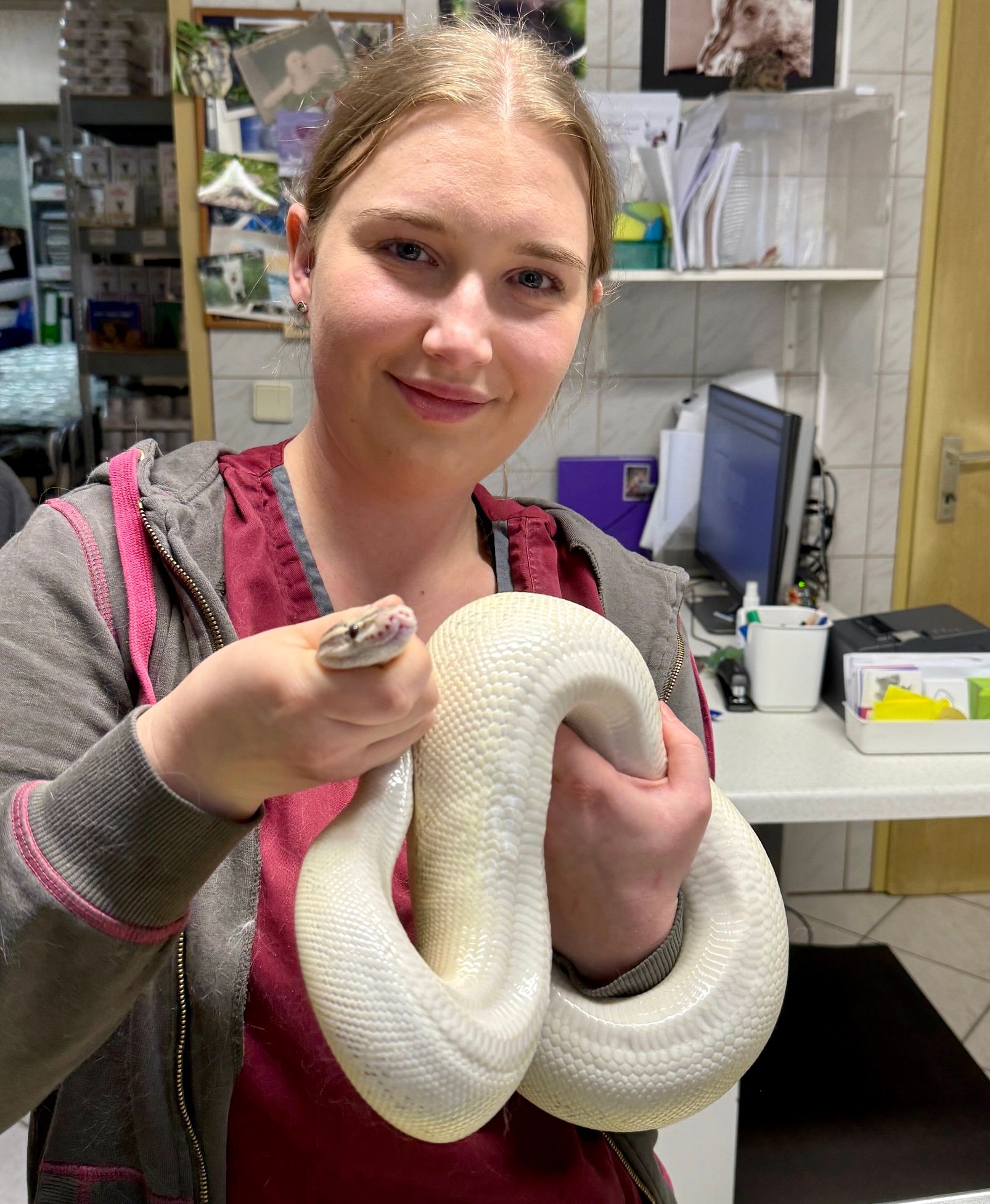 Weibliche Königspython mit der Farbe Highway Yellowbelly