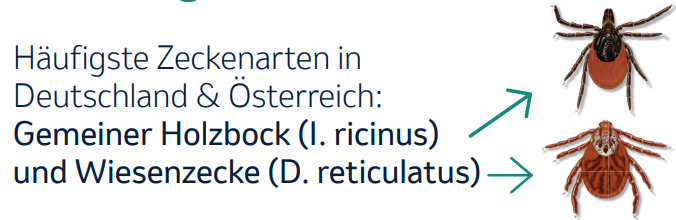 Häufigste Zecken in Österreich