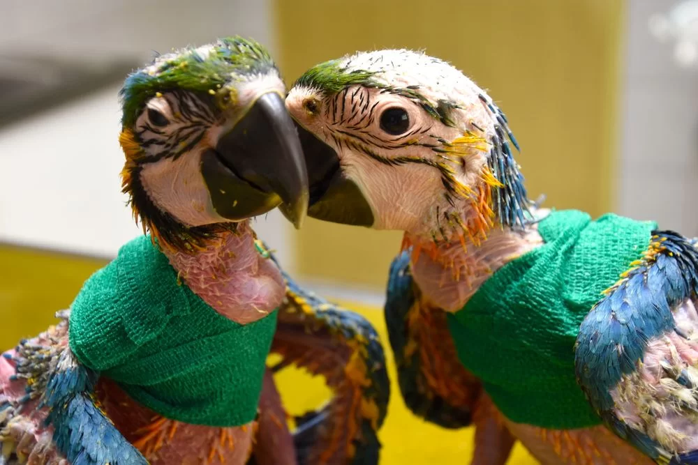 Tierarztpraxis Strebersdorf