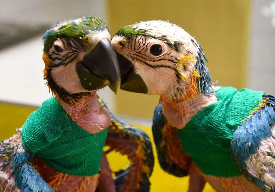 Tierarztpraxis Strebersdorf