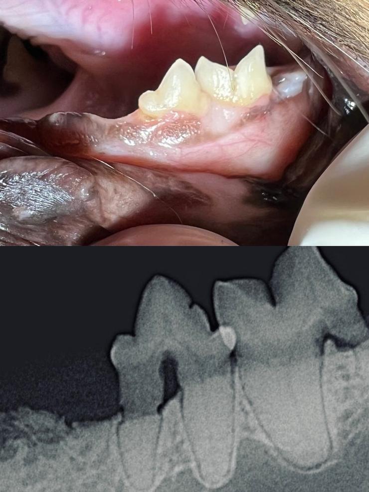 A clinical photo of an animal's mouth with visible teeth and gums, paired with a dental X-ray showing the roots and bone structure.