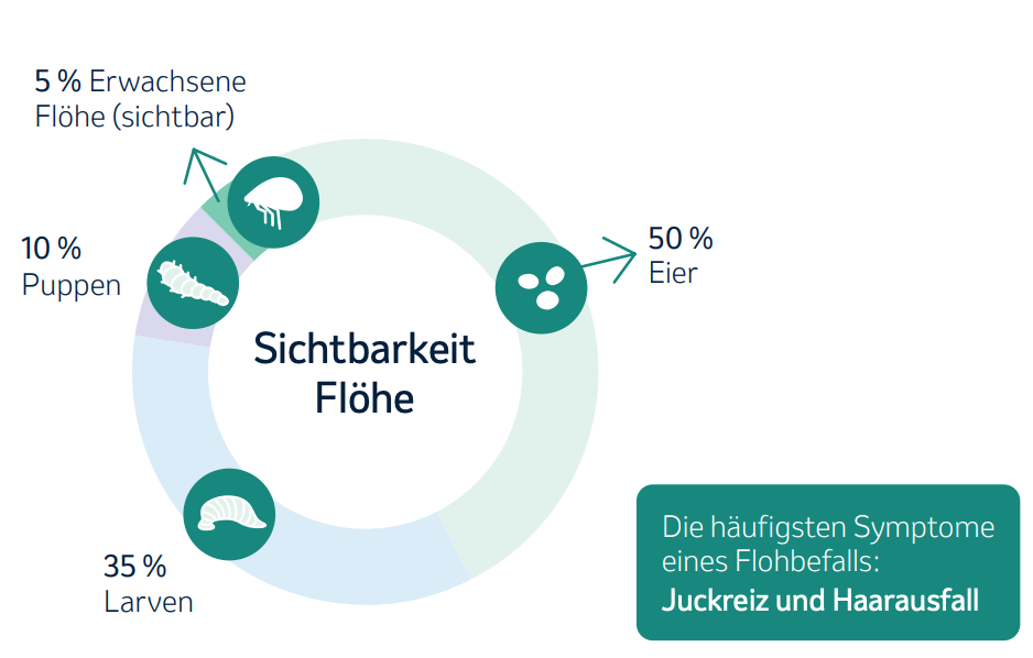 Sichtbarkeit Flöhe