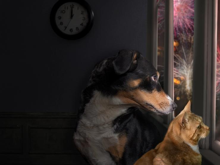 Geräuschangst beim Hund