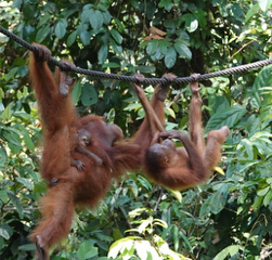An orangutan mother and two babies hanging from a rope.