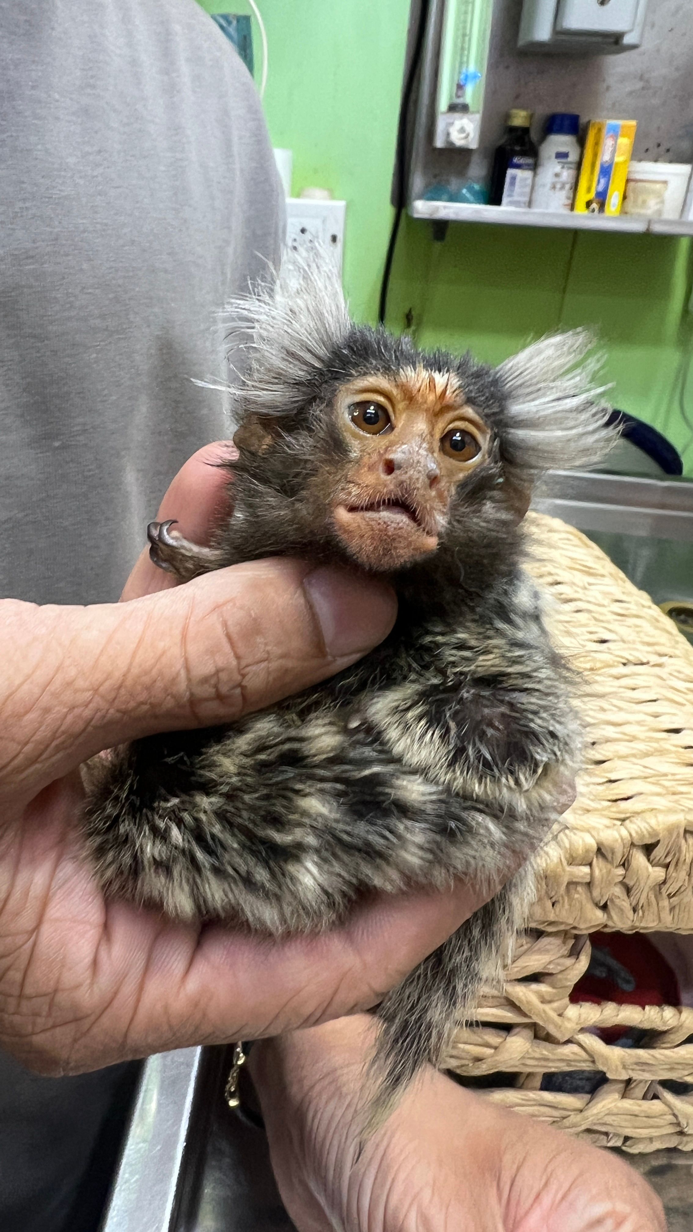 Äffchen