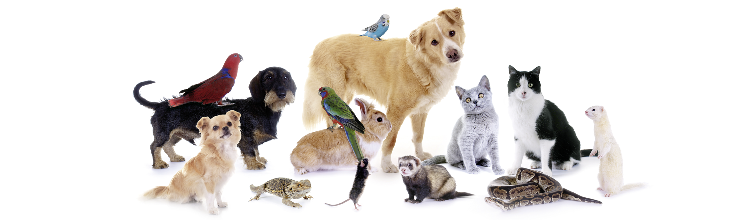Tierklinik Wels