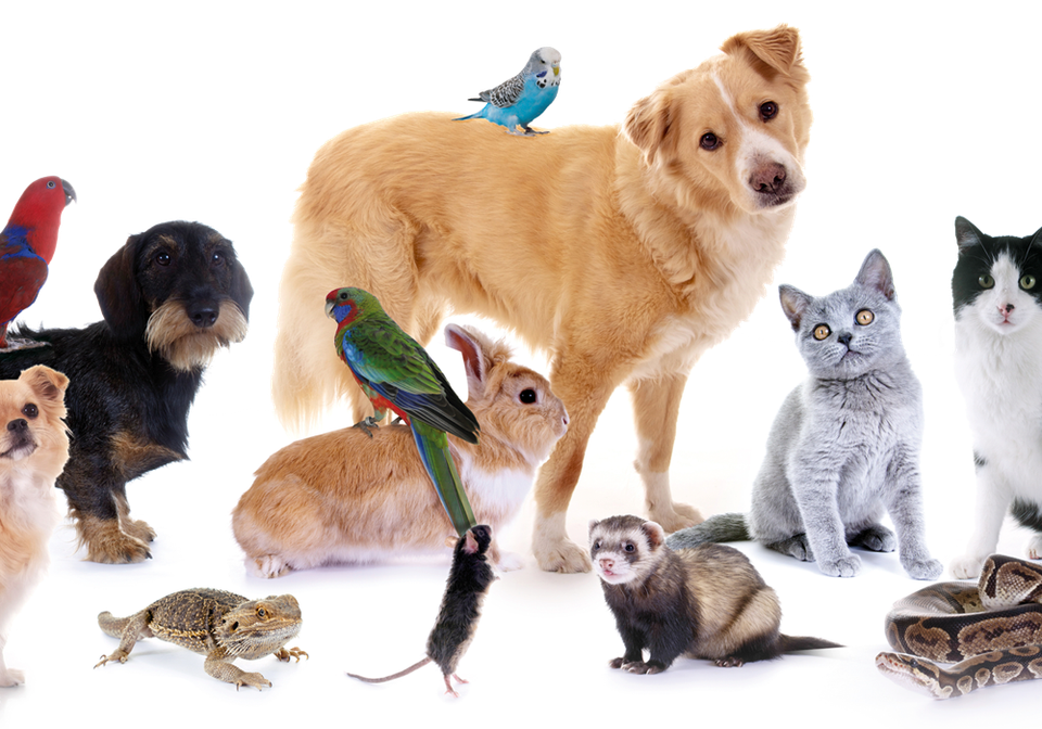 Tierklinik Wels